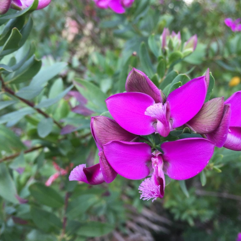 Myrtle-leaved Milkwort Polygala myrtifolia